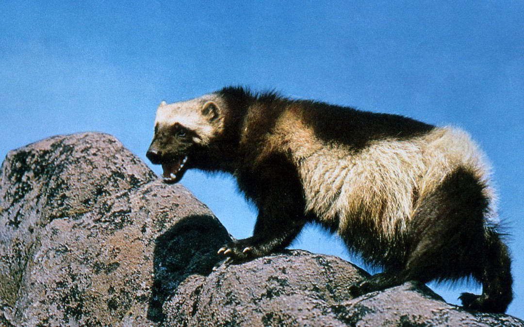 The Endangered Species Act and the Wolverine