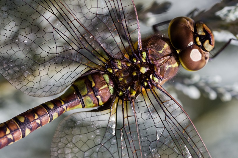 Paddle-tailed Darner dragonfly