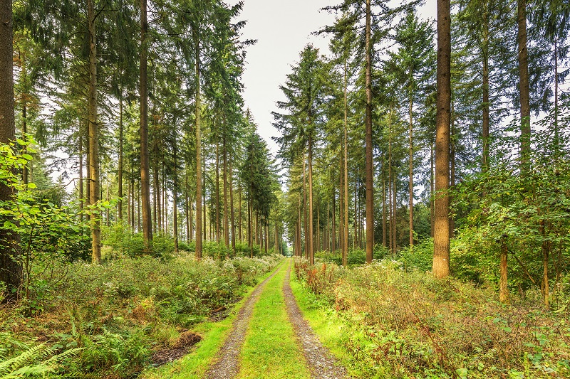 Oregon Forestry services create a path through douglas fir trees